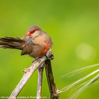 Buy canvas prints of Common Waxbill by Stephen Rennie