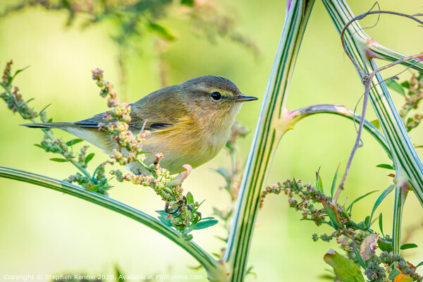 Common Chiffchaff hopping amongst the undergrowth Picture Board by Stephen Rennie