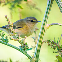 Buy canvas prints of Common Chiffchaff hopping amongst the undergrowth by Stephen Rennie