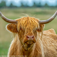 Buy canvas prints of Portrait of a long haired Highland Cow coo by Stephen Rennie