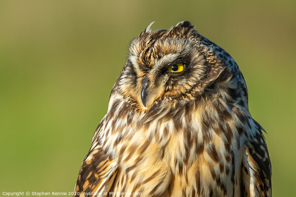 Short-eared owl headshot Picture Board by Stephen Rennie