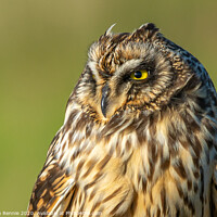 Buy canvas prints of Short-eared owl headshot by Stephen Rennie