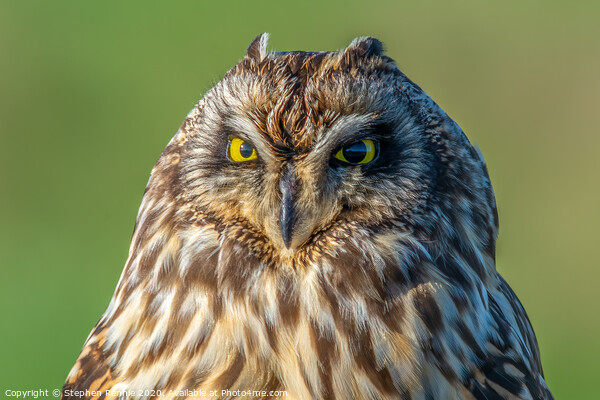 Face to face with a Short-eared Owl Picture Board by Stephen Rennie