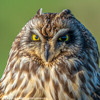 Buy canvas prints of Face to face with a Short-eared Owl by Stephen Rennie