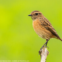 Buy canvas prints of A female Stonechat  by Stephen Rennie