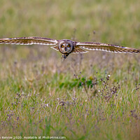 Buy canvas prints of Short-eared owl with prey by Stephen Rennie