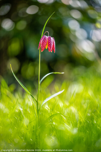 Snake's Head Fritillary (Fritillaria meleagris) Picture Board by Stephen Rennie