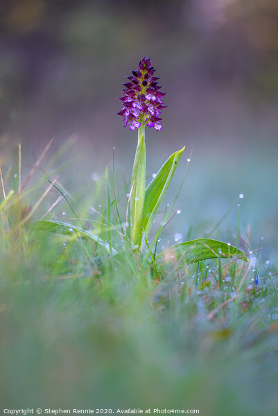 Lady Orchid (Orchis purpurea) Picture Board by Stephen Rennie