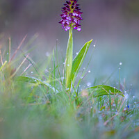 Buy canvas prints of Lady Orchid (Orchis purpurea) by Stephen Rennie