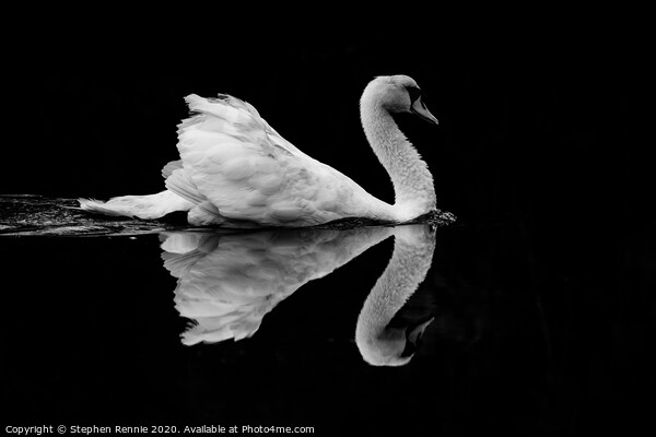 Symmetric Black & White Swan Reflection Picture Board by Stephen Rennie