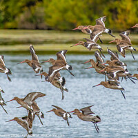 Buy canvas prints of Black-tailed Godwits by Stephen Rennie