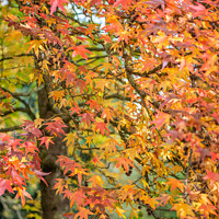 Buy canvas prints of Autumn leaves in France by Stephen Rennie