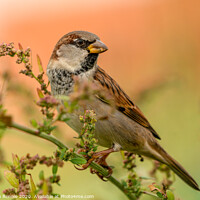 Buy canvas prints of House Sparrow bird by Stephen Rennie