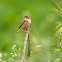 Buy canvas prints of Zitting Cisticola / Streaked fantail warbler by Stephen Rennie