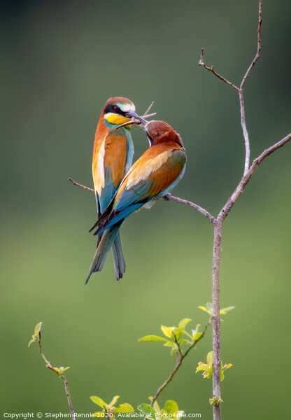 European Bee-eaters (Merops apiaster) Picture Board by Stephen Rennie