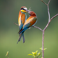 Buy canvas prints of European Bee-eaters (Merops apiaster) by Stephen Rennie
