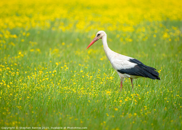 White Stork in the Buttercup field Picture Board by Stephen Rennie