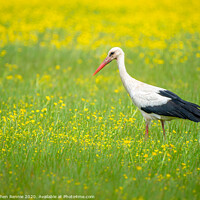 Buy canvas prints of White Stork in the Buttercup field by Stephen Rennie