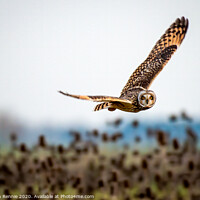 Buy canvas prints of Eye contact with a wild bird of prey by Stephen Rennie