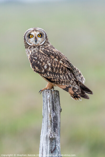 Short-eared owl (Asio flammeus) Picture Board by Stephen Rennie
