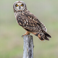 Buy canvas prints of Short-eared owl (Asio flammeus) by Stephen Rennie