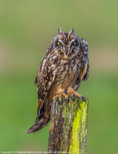  Short-eared Owls  angry expression Picture Board by Stephen Rennie
