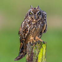 Buy canvas prints of  Short-eared Owls  angry expression by Stephen Rennie