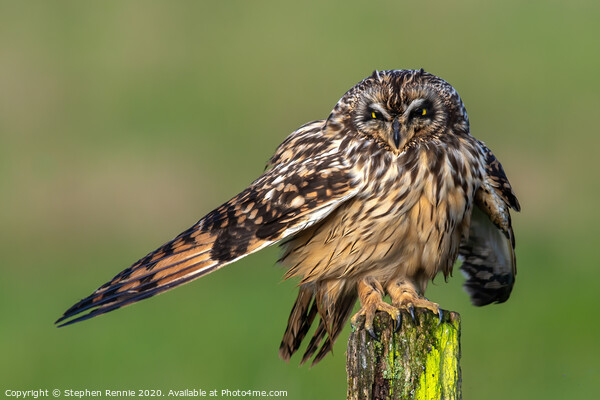 Short-eared Owl drying wing feathers Picture Board by Stephen Rennie