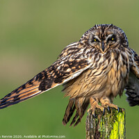 Buy canvas prints of Short-eared Owl drying wing feathers by Stephen Rennie