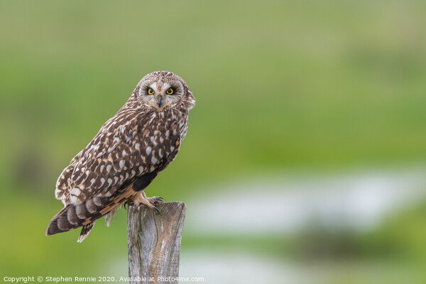 Short-eared owl in wetlands Picture Board by Stephen Rennie