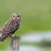 Buy canvas prints of Short-eared owl in wetlands by Stephen Rennie