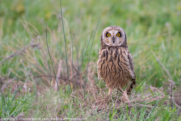 Short-eared owl Bird of Prey  Picture Board by Stephen Rennie