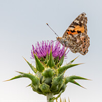 Buy canvas prints of Painted Lady butterfly on thistle by Stephen Rennie