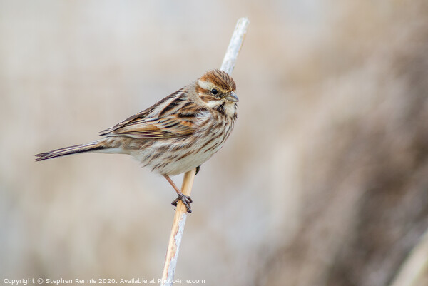Reed Bunting Picture Board by Stephen Rennie