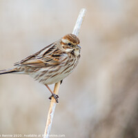 Buy canvas prints of Reed Bunting by Stephen Rennie