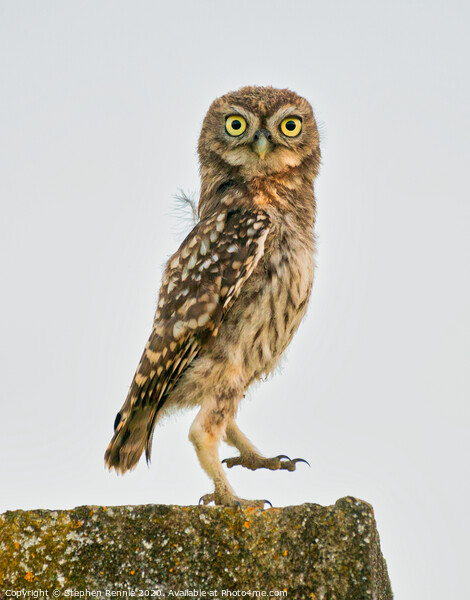 Little Owl dancing Picture Board by Stephen Rennie