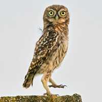 Buy canvas prints of Little Owl dancing by Stephen Rennie