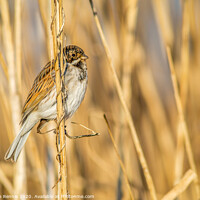 Buy canvas prints of Reed Bunting bird by Stephen Rennie