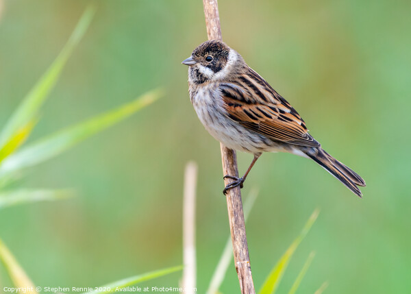 Male Reed Bunting bird Picture Board by Stephen Rennie