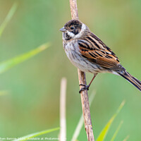 Buy canvas prints of Male Reed Bunting bird by Stephen Rennie