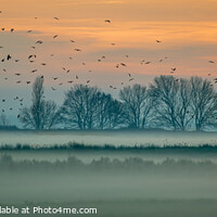 Buy canvas prints of Low mist sunset and birds  by Stephen Rennie