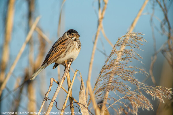 Small Reed bunting bird perched on a reed Picture Board by Stephen Rennie