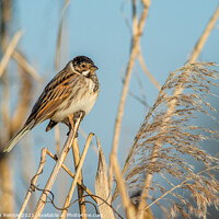 Buy canvas prints of Small Reed bunting bird perched on a reed by Stephen Rennie