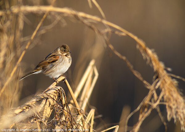 A small Reed Bunting bird Picture Board by Stephen Rennie