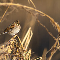 Buy canvas prints of A small Reed Bunting bird by Stephen Rennie