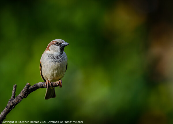 House Sparrow (Passer domesticus) Picture Board by Stephen Rennie