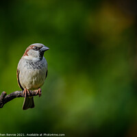 Buy canvas prints of House Sparrow (Passer domesticus) by Stephen Rennie