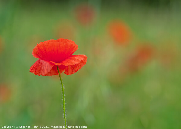Red Poppy flower (Papaver rhoeas) Picture Board by Stephen Rennie