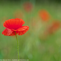 Buy canvas prints of Red Poppy flower (Papaver rhoeas) by Stephen Rennie