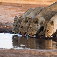 Buy canvas prints of Lionesses at the waterhole by Catja Schonlau